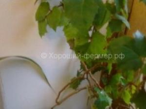 Болезни комнатных растений
